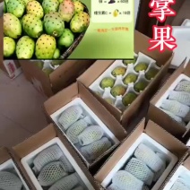 梨果仙人掌高原野生仙人掌果白心果3斤5斤包邮