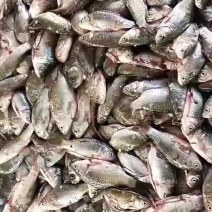 小鲫鱼