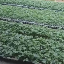 穴盘草莓苗