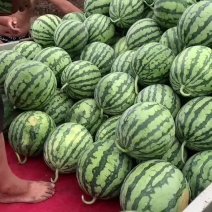 美都二茬瓜
