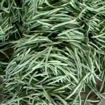 小金豆。白无丝。大量有货