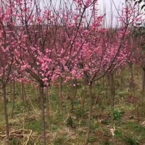 梅花树苗直径5-8公分，高度2-3米左右，一手货源
