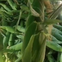 云南水果新鲜玉米太阳花甜翠