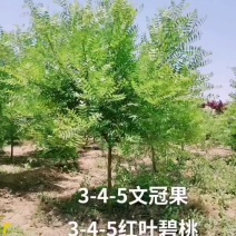 文冠果二次修剪