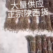 豆角长期大量供应干豇豆干豆角鲜豇豆鲜豆角欢迎老板订货
