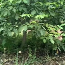 青皮核桃大量上市，需要的速度预定