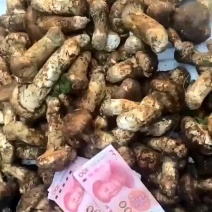 雅江松茸，产地直销，品质有保障，诚信经营，量大从优