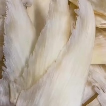 五羊金勾翅无头净骨足干全是刺针多种规格量大价优