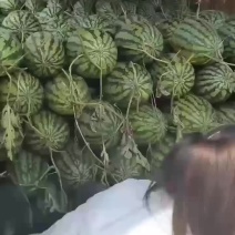 冠龙西瓜