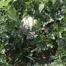 《沙漠1号西瓜》内蒙古基地直发包熟包甜对接全国一条龙服务