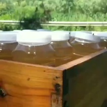 荆条蜜