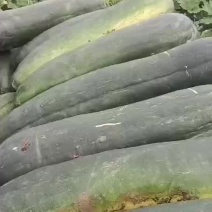 冬瓜