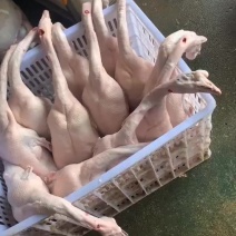 优质黑棕鹅、精品乳猪、靓白鸽、广东清远鸡，物流批发零售