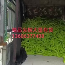 尖椒大量供应，货源充足欢迎客户来电咨询采购