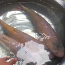 金丝鲩金草鱼优质鱼