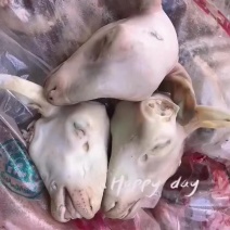 羊头，白头，红头，花头，大量现货，价格美丽，欢迎咨询！！