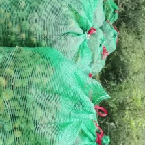 刺梨鲜果