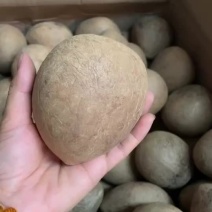 【推荐】精选大个椰子，广州椰子，产地直发，质量保证