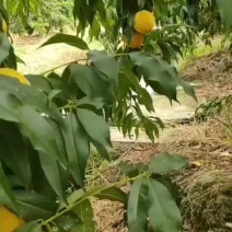 黄桃