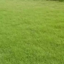 草皮
