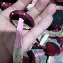 2025云南哀牢山红菇，高山老林紫菇