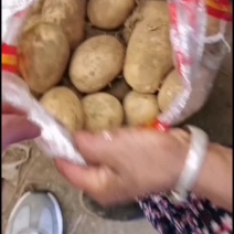 荷兰十五土豆种子，荷兰七种薯，荷兰806种薯，黄金薯，