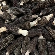 羊肚菌量大价优