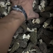 批发羊肚菌物美价廉