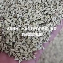 大量广西桂林全州县金槐，有需要的老板请联系