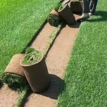 早熟禾草坪大量出货
