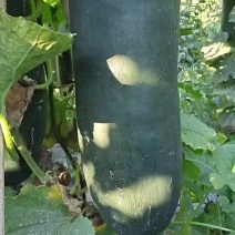 抗病绿优吊冬瓜