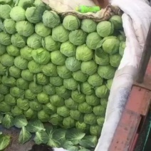 兰州高原夏菜