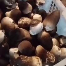 鲜草菇