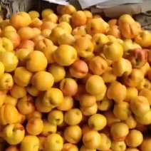 辽宁绥中精品黄油桃大量供应中需要的联系
