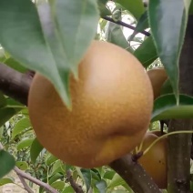 园黄梨