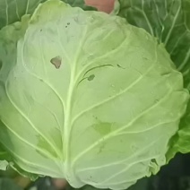 高原夏菜质量好颜色正