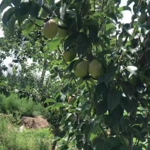 山西省运城市盐湖区龙居美玉红香酥🍐