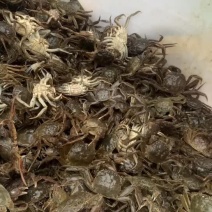 正宗盘锦河蟹六月黄肥蟹
