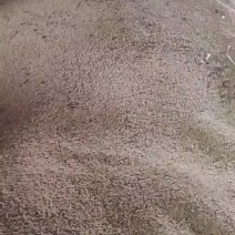 黃豆