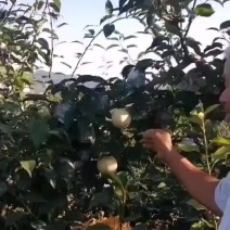 山地水晶梨