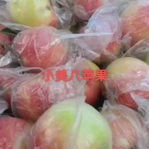 美八北京十四号大量供应