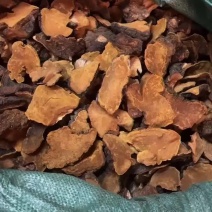 精品中个桑黄