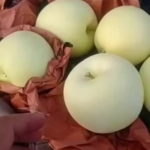 早熟纸袋华硕苹果