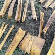 去粗皮黄柏