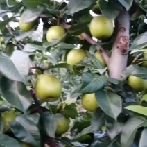香酥甜梨脆甜皮薄核小苹果梨