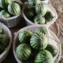 浙江美都麒麟瓜