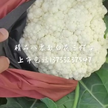 精品80散白花