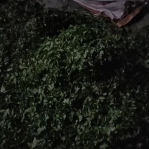 藤茶