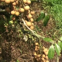 石硖龙眼果园货大量上市，日稳定供应2-5万斤