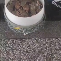连云港梭子蟹